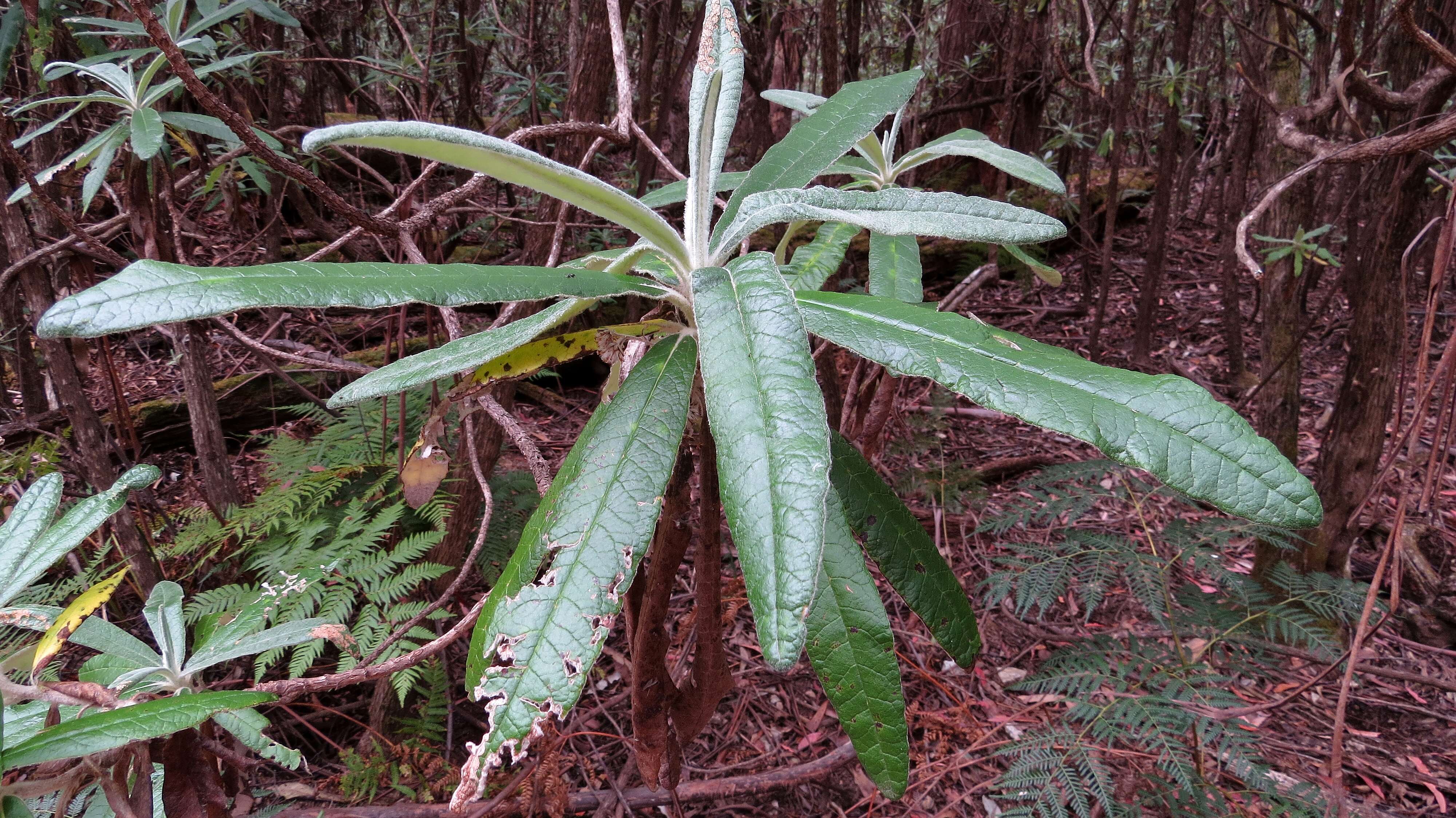 Image of Blanket Bush