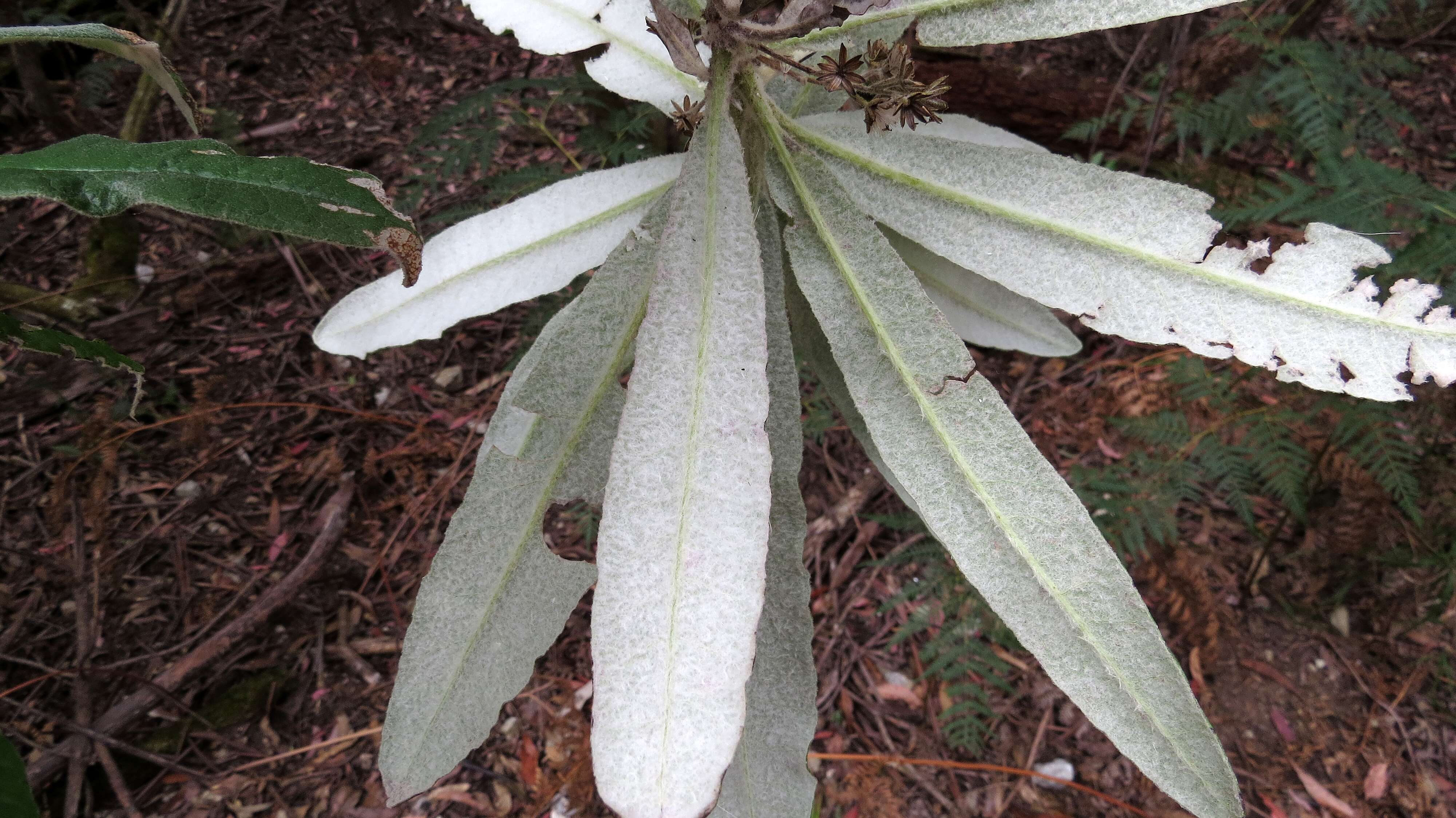 Image of Blanket Bush