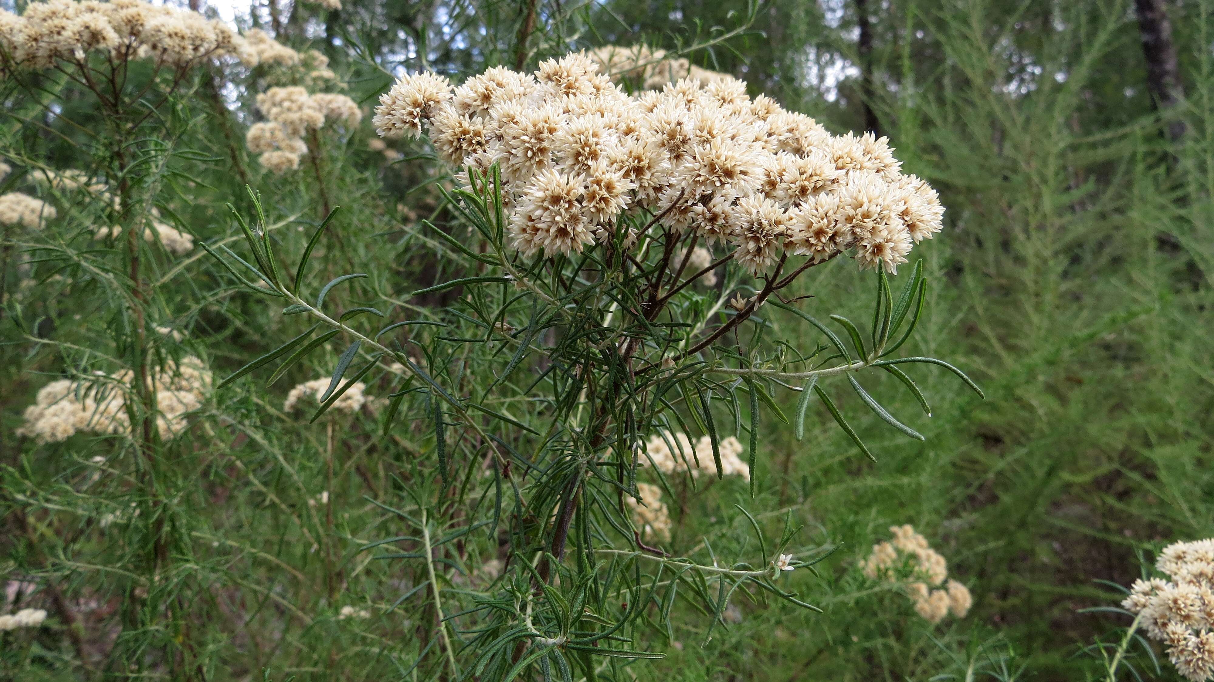 Plancia ëd Cassinia aculeata (Labill.) R. Br.