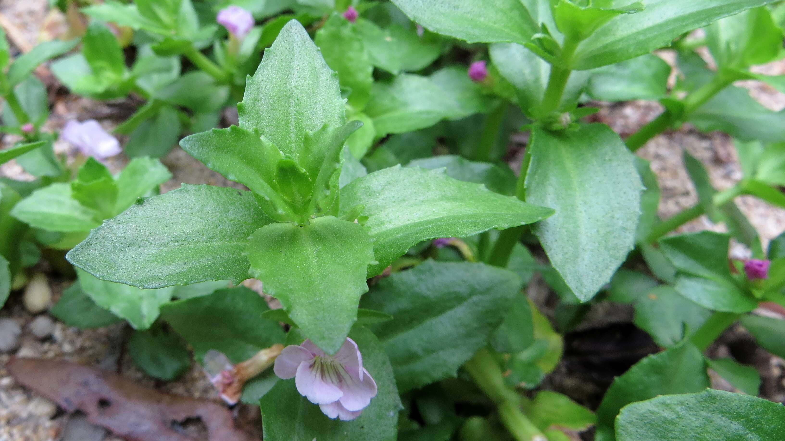 Image de Gratiola peruviana L.