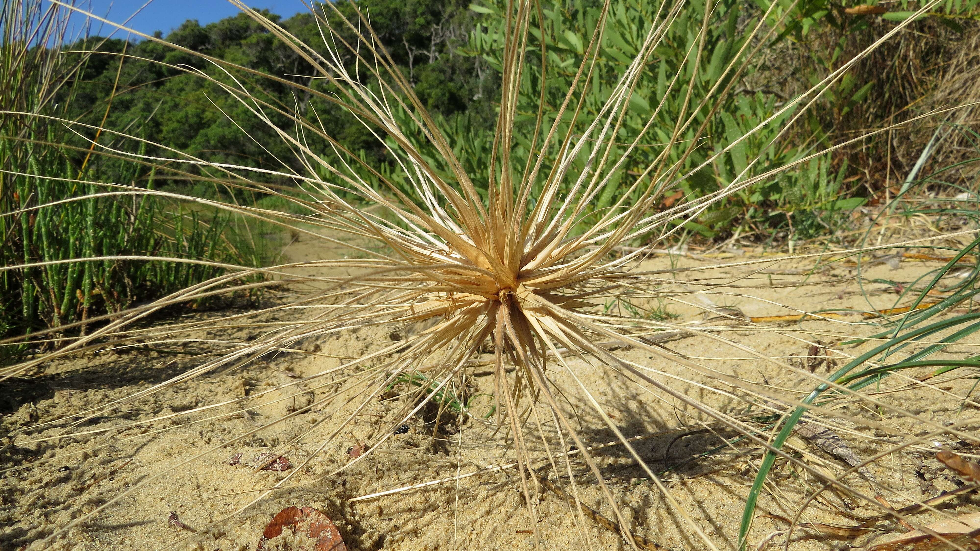 Image of Spinifex sericeus R. Br.