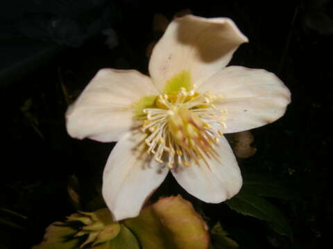 Image of black hellebore