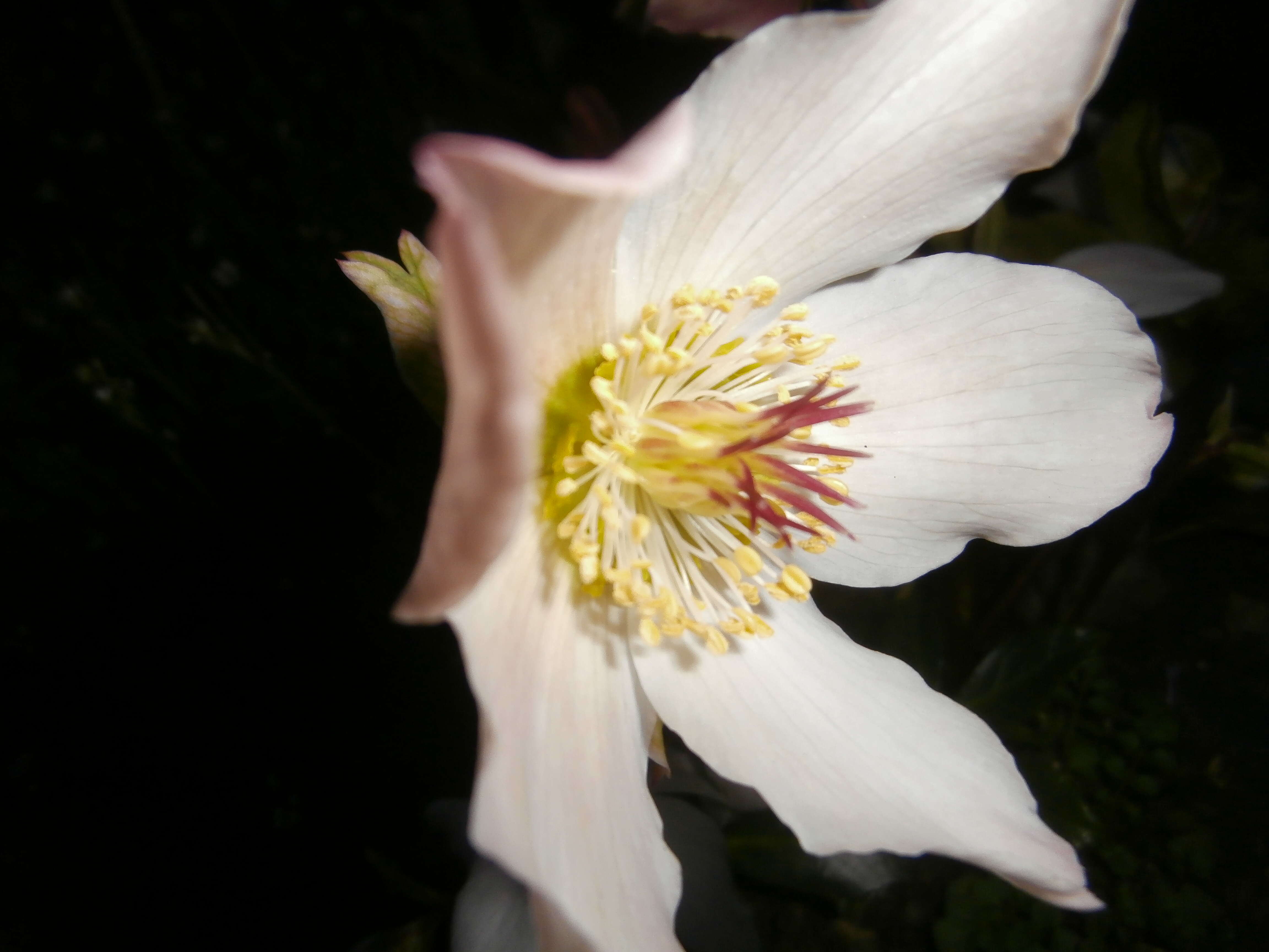 Image of black hellebore