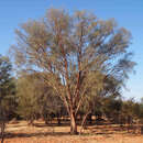Image of Acacia cyperophylla F. Muell. ex Benth.