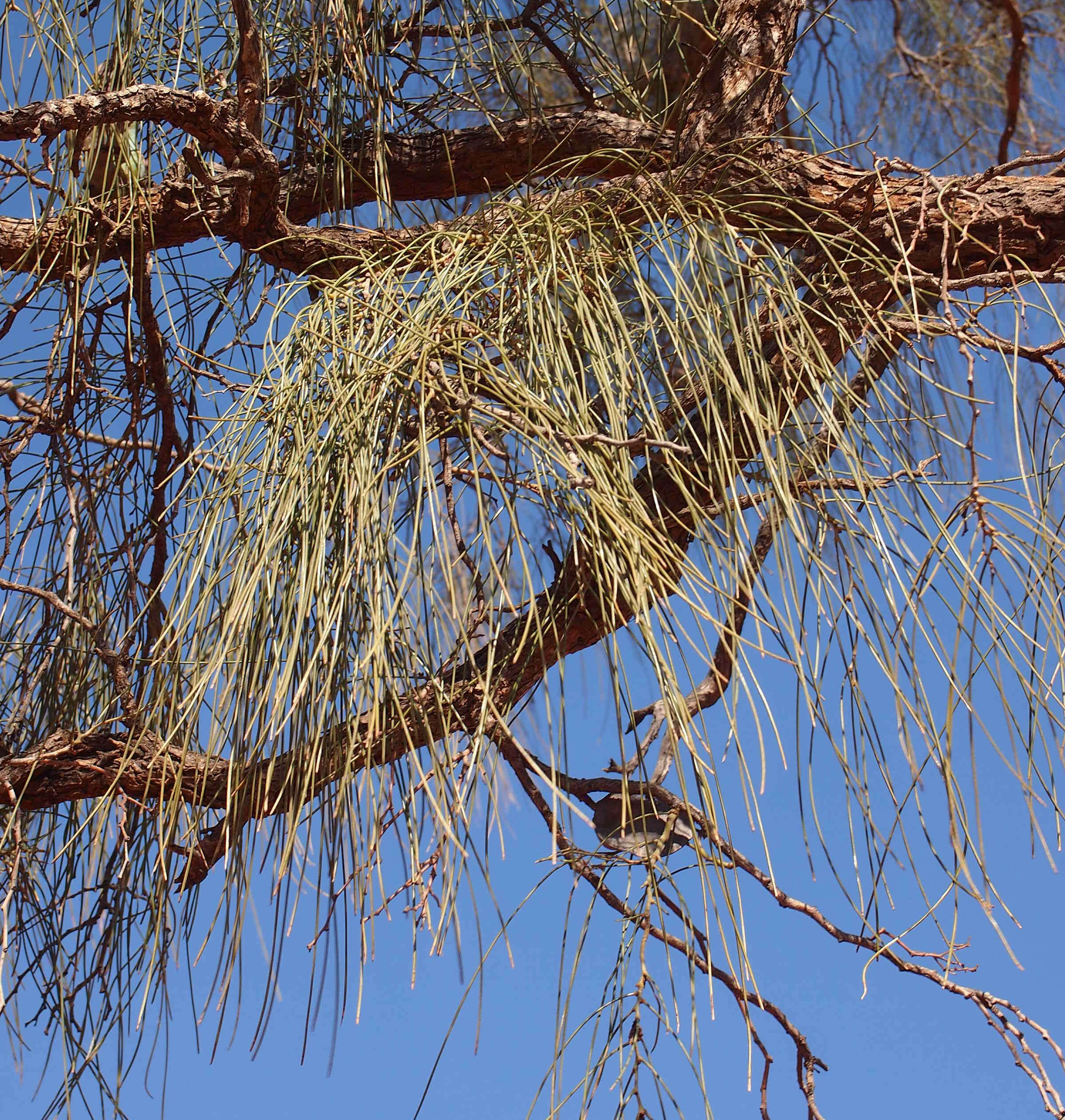 Acacia peuce F. Muell. resmi