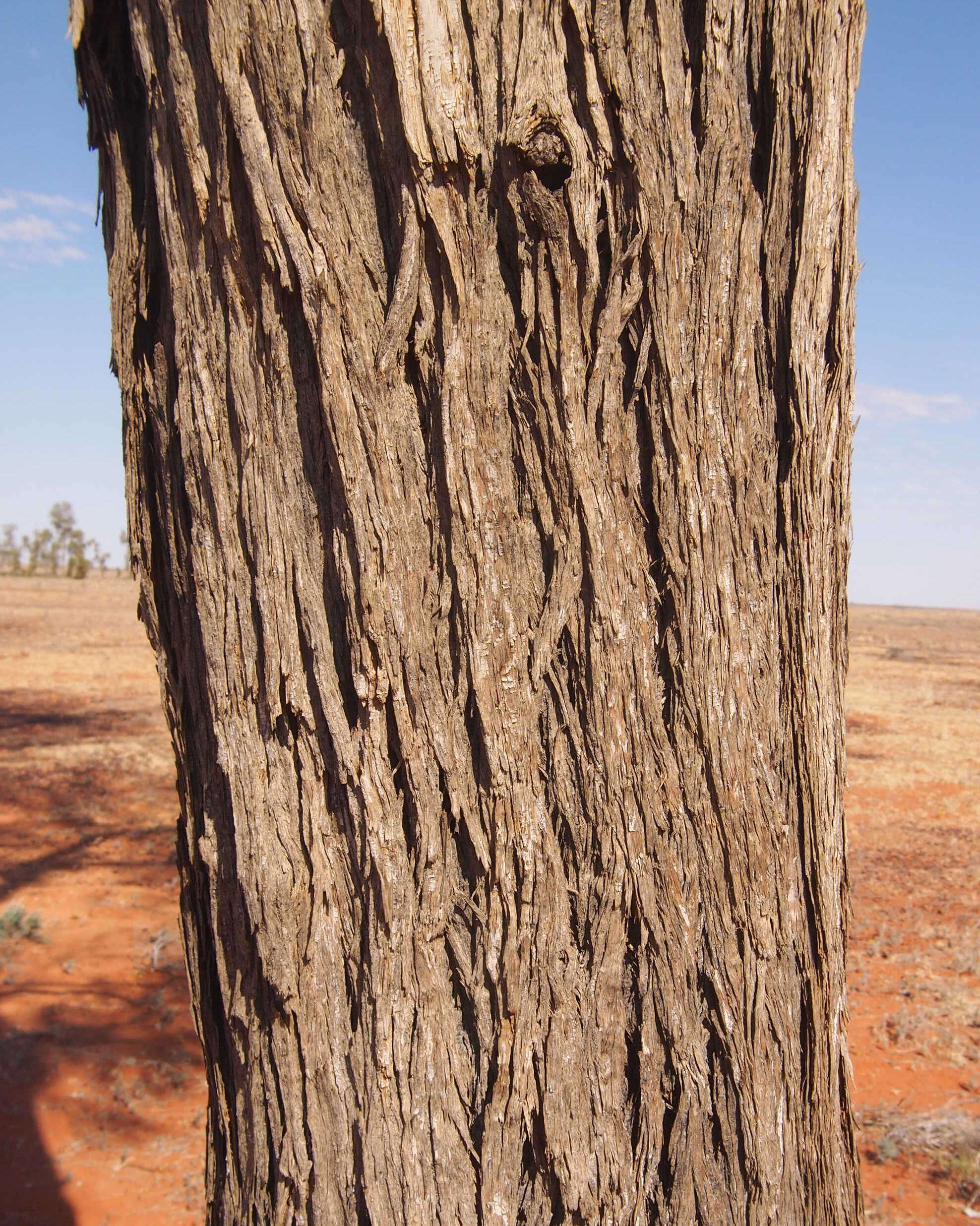 Acacia peuce F. Muell. resmi