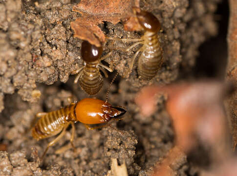 Macrotermes bellicosus (Smeathman 1781) resmi