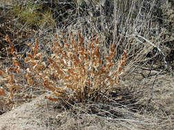 Plancia ëd Acourtia wrightii (A. Gray) Reveal & R. M. King