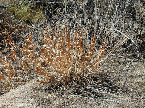 Sivun Acourtia wrightii (A. Gray) Reveal & R. M. King kuva