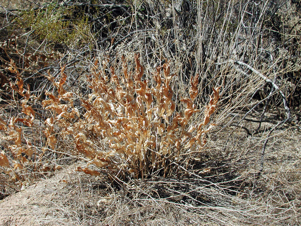 Plancia ëd Acourtia wrightii (A. Gray) Reveal & R. M. King