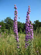 Слика од Liatris aspera Michx.