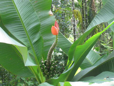 Image of Musa ornata Roxb.