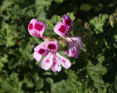 Image of oakleaf geranium