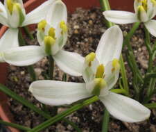 Image of Albuca humilis Baker