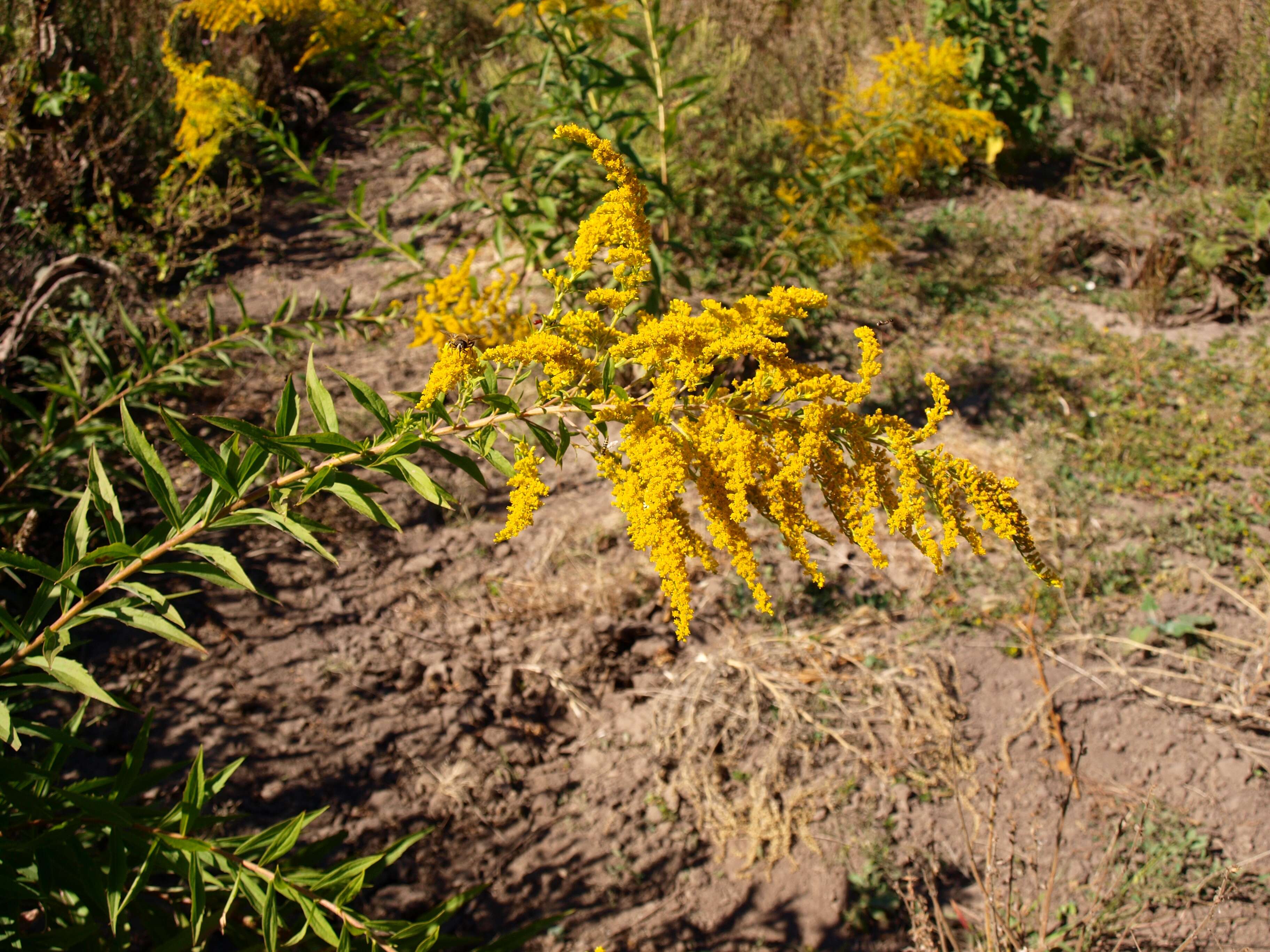 Solidago canadensis L. resmi