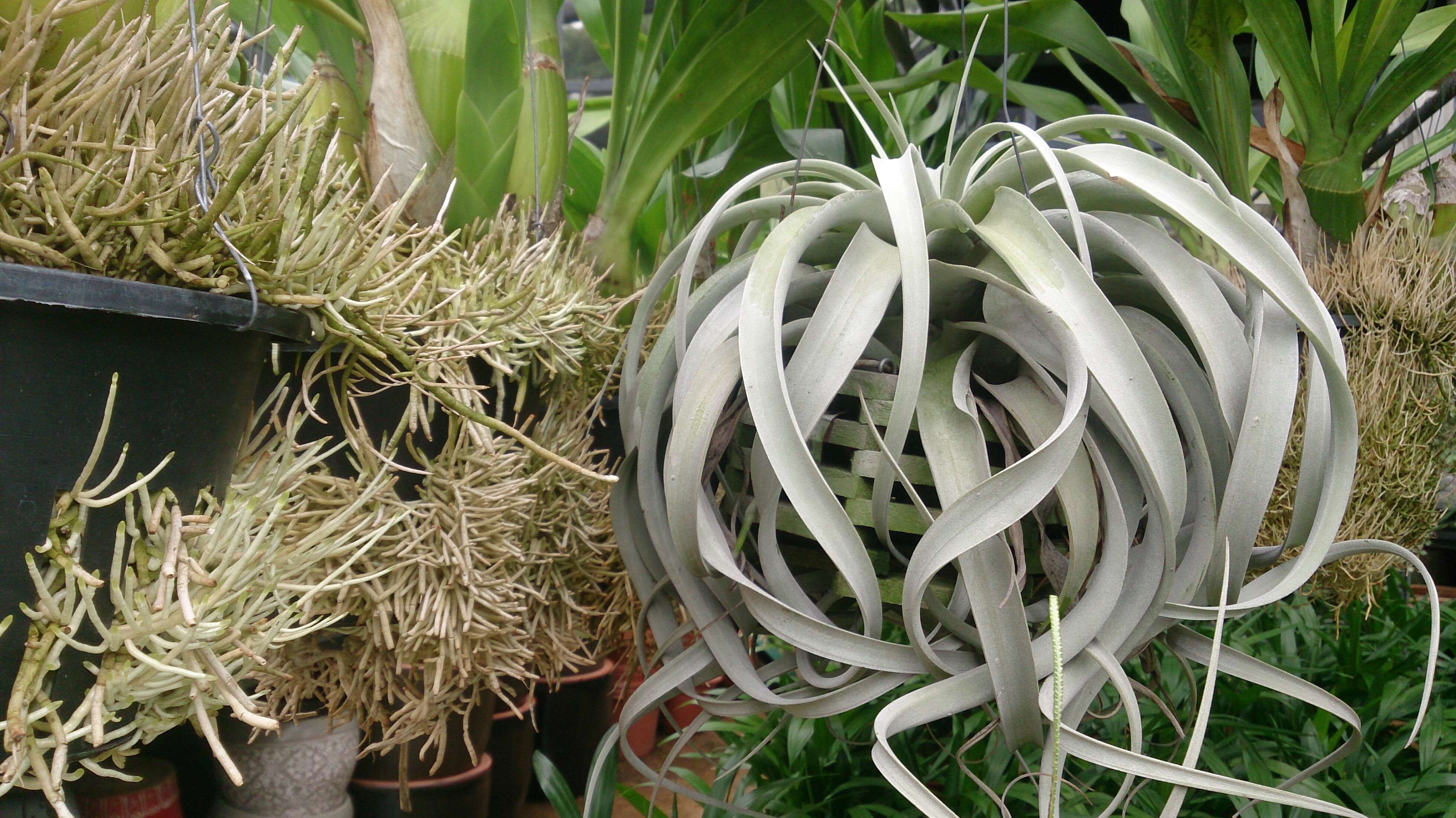 Image of Giant Tillandsia