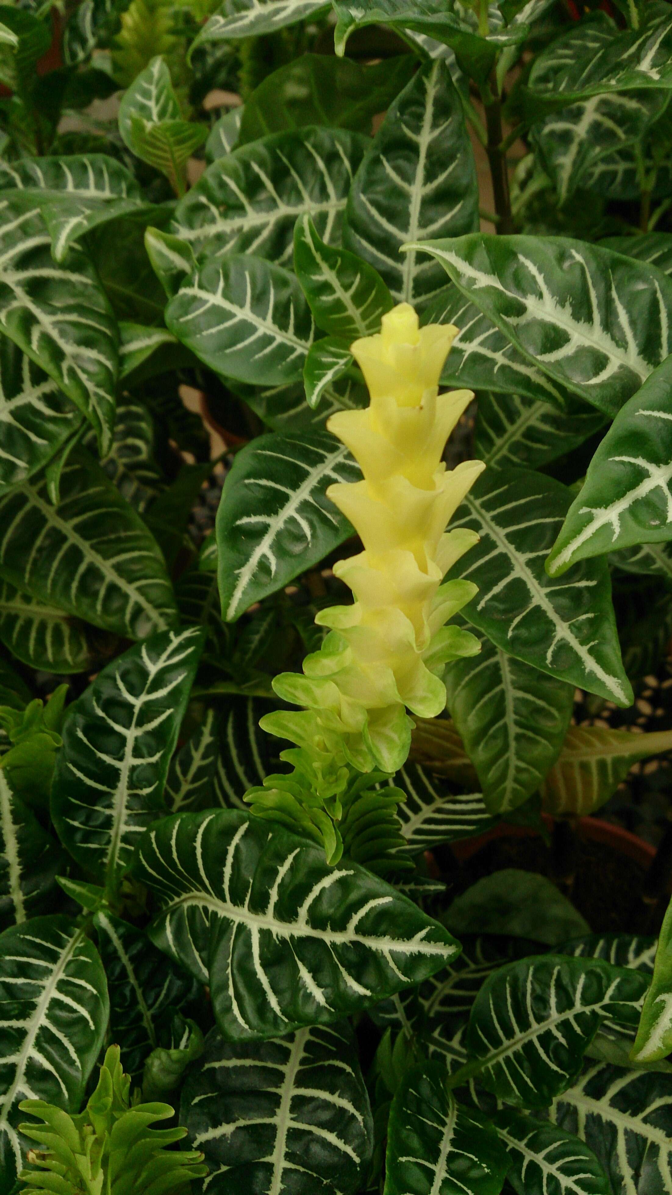 Image de Aphelandra squarrosa Nees