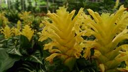 Image de Aphelandra squarrosa Nees