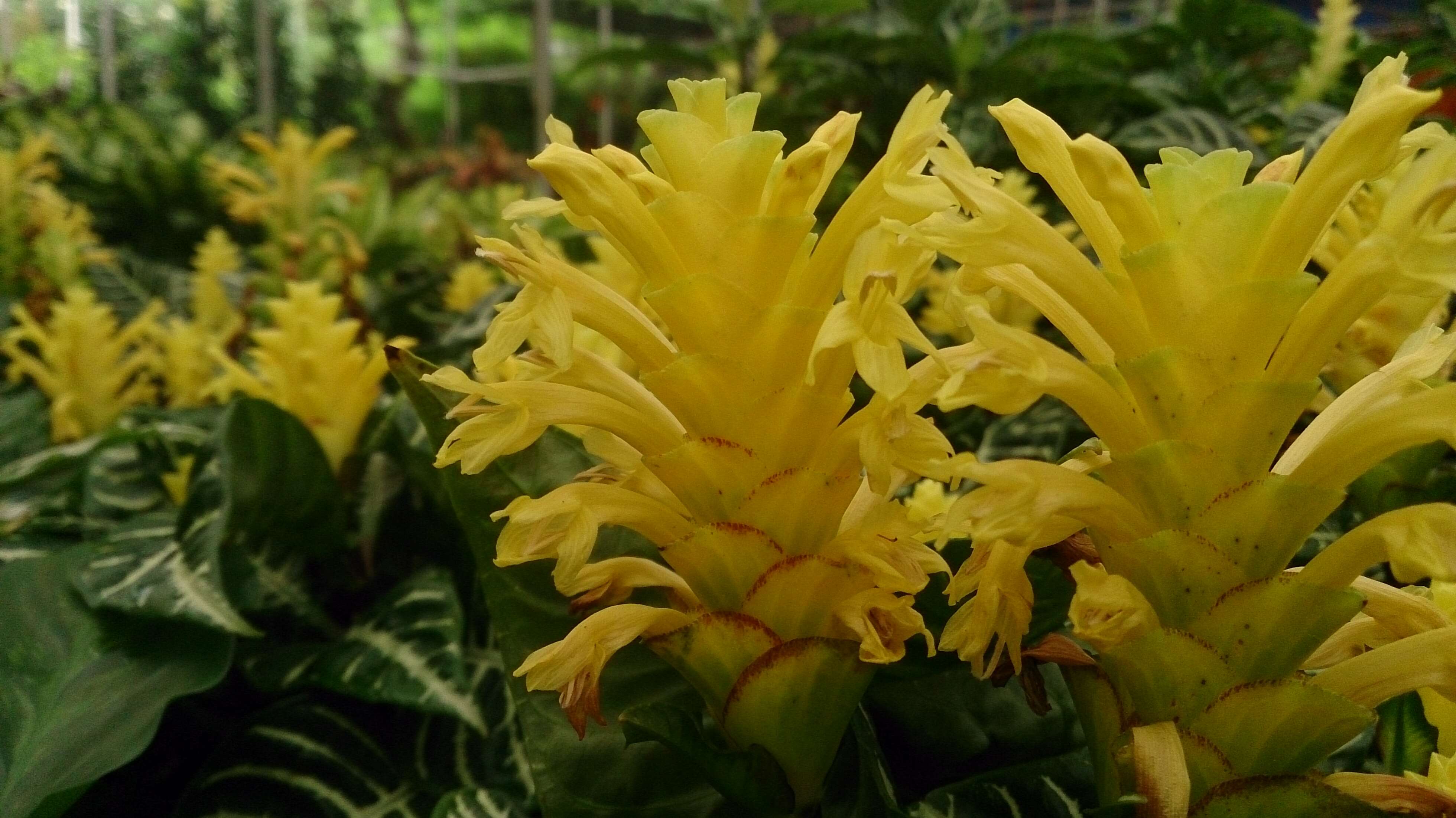 Image de Aphelandra squarrosa Nees