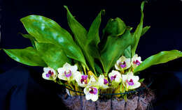 Image de Bifrenaria harrisoniae (Hook.) Rchb. fil.