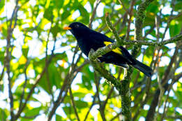 Image of Black-and-gold Cotinga