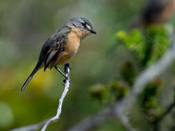 Image of Rufous-sided Pygmy Tyrant