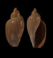 Слика од Marginellonidae Coan 1965