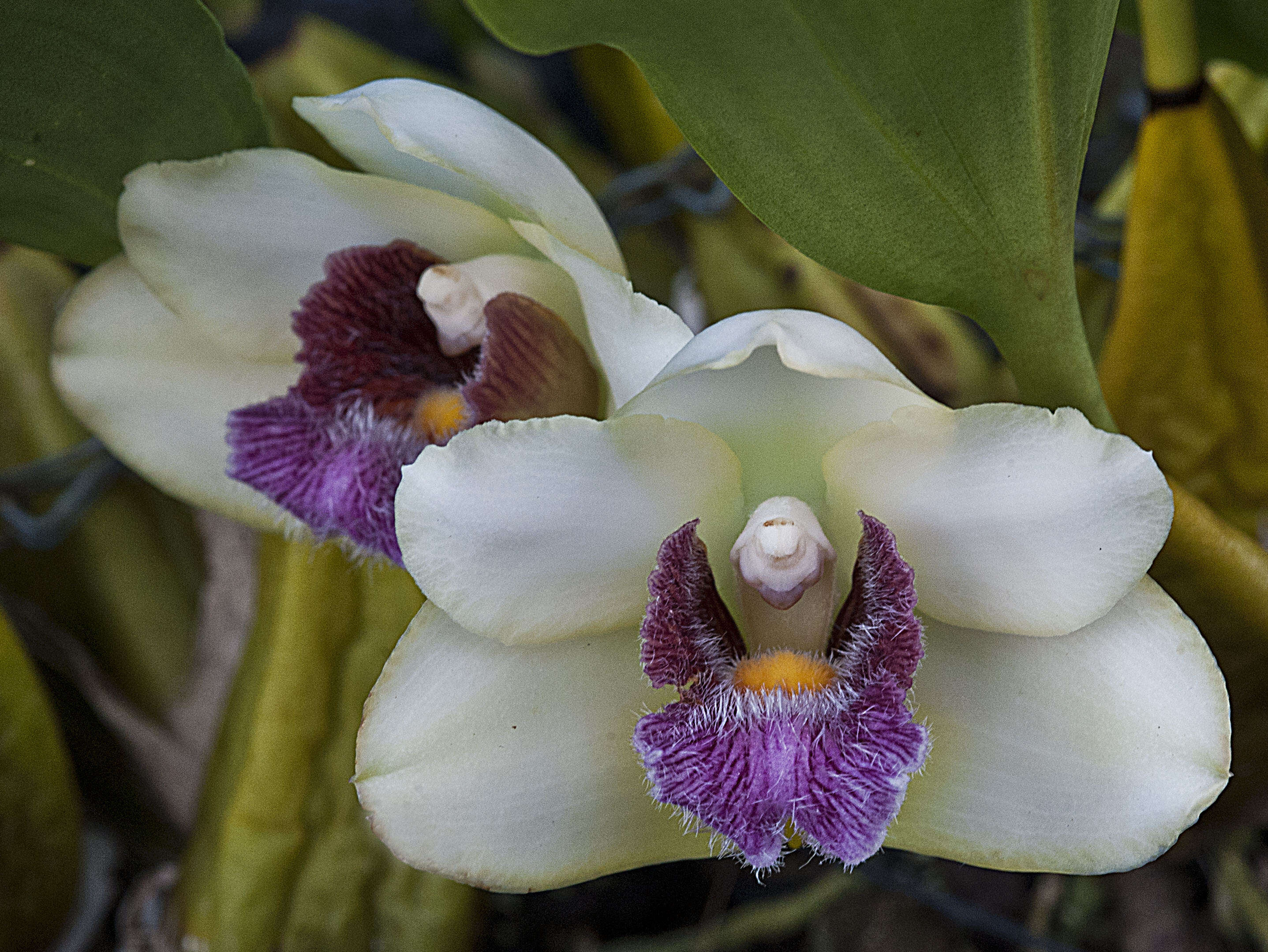 Image de Bifrenaria harrisoniae (Hook.) Rchb. fil.