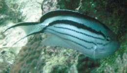 Image of Blackstriped Angelfish