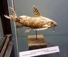 Image of Angel Catfish