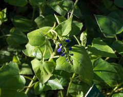 Image of Salvia cacaliifolia Benth.