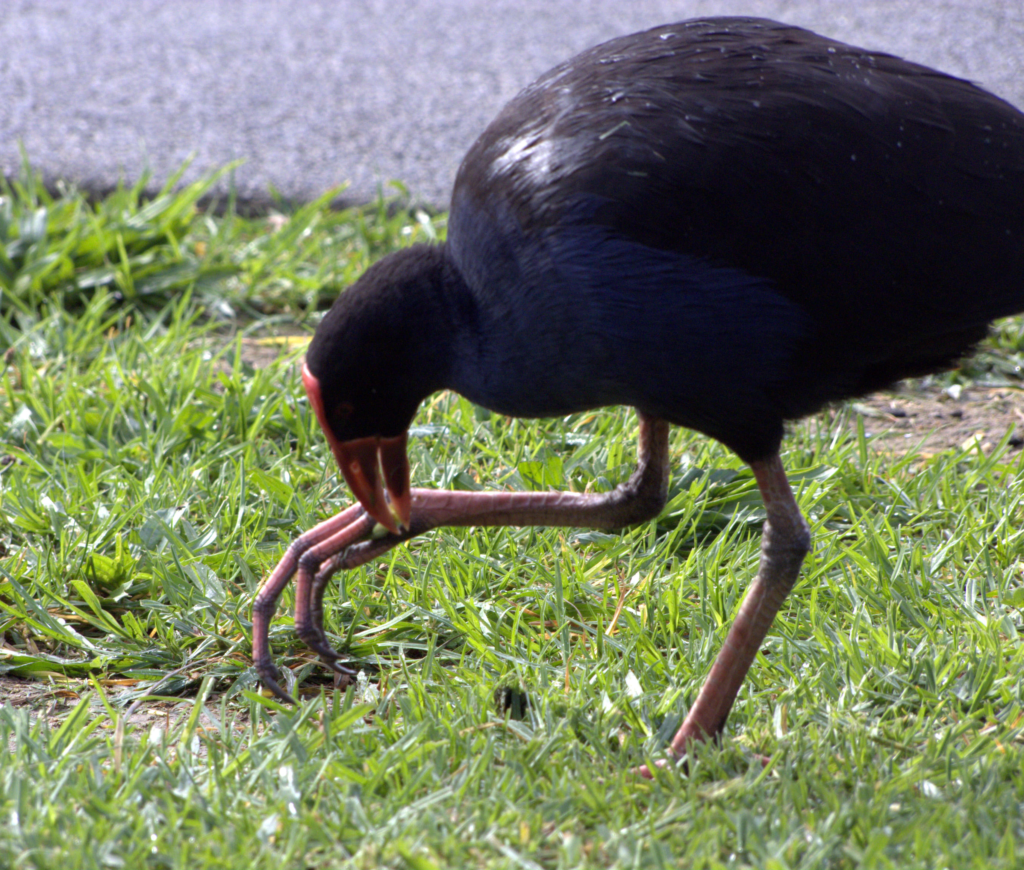 Image of Australasian Swamphen