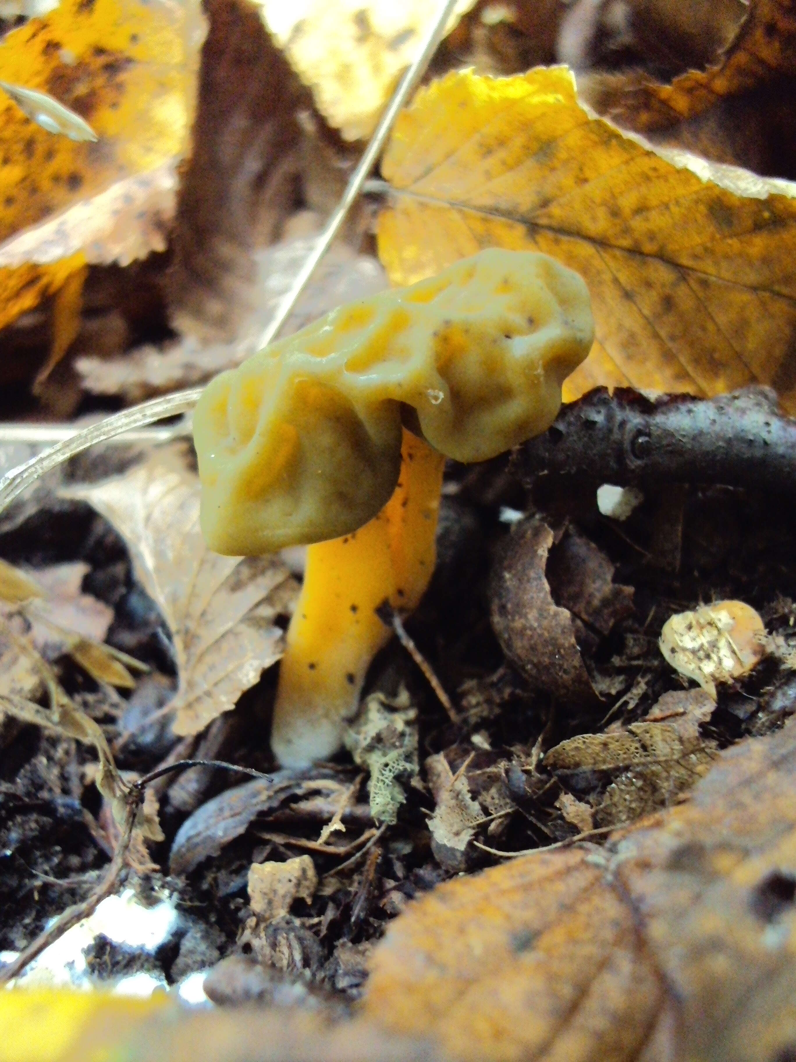 Image of Leotia lubrica (Scop.) Pers. 1797