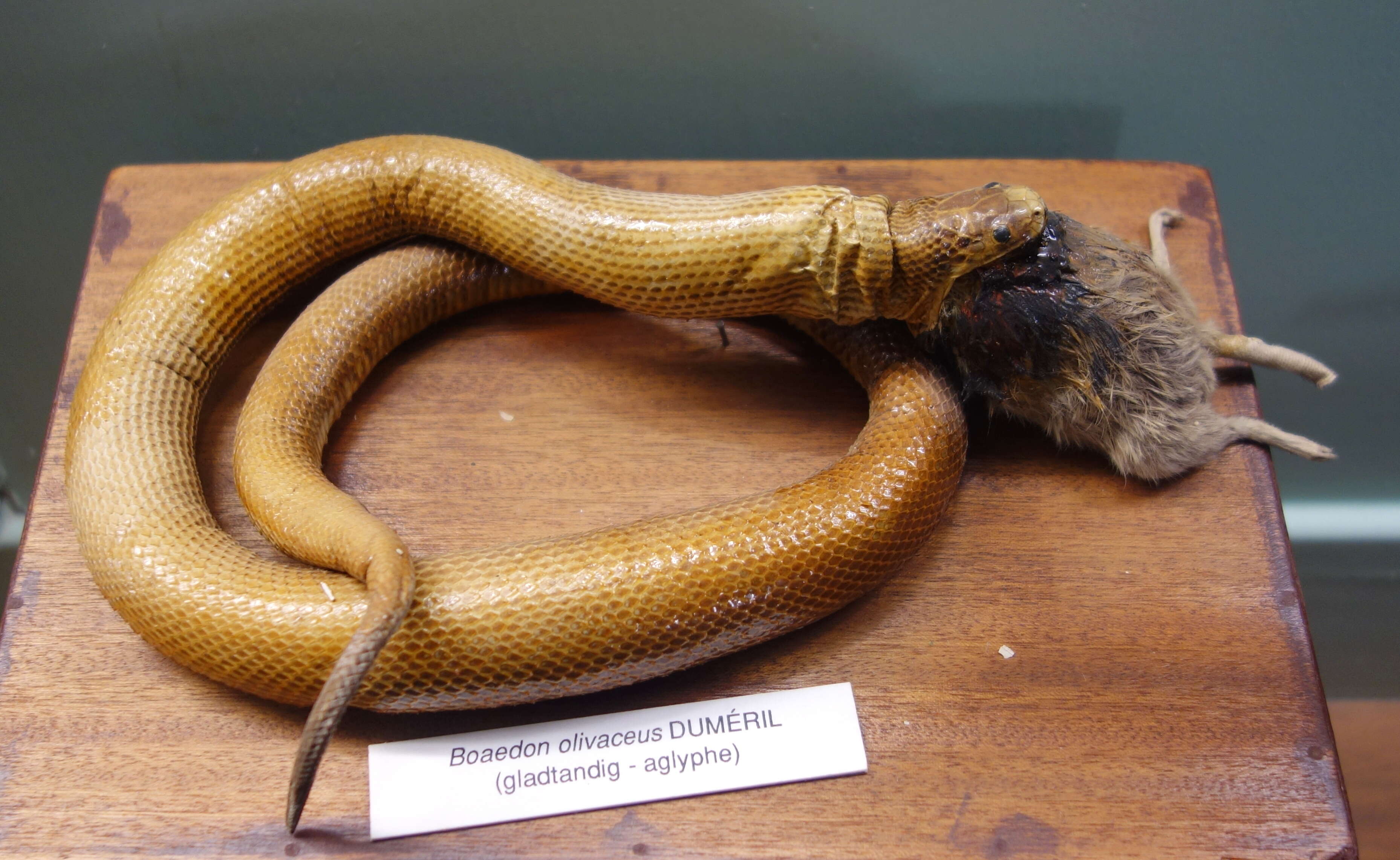 Image of Olive House Snake