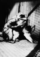 Image of Barbary Ape