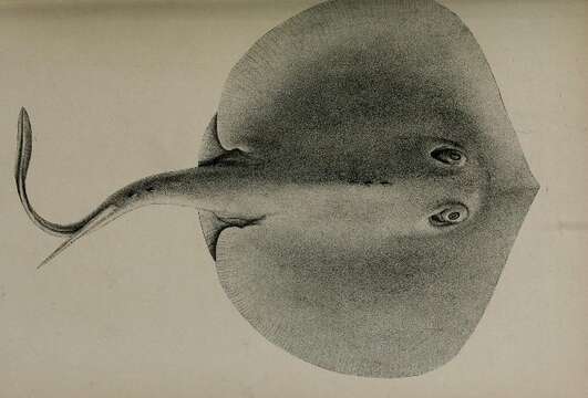 Image of Thorny Round Stingray