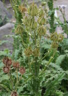 Image of Berkheya purpurea (DC.) Benth. & Hook. fil. ex Mast.