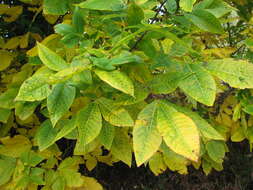 Image of shagbark hickory