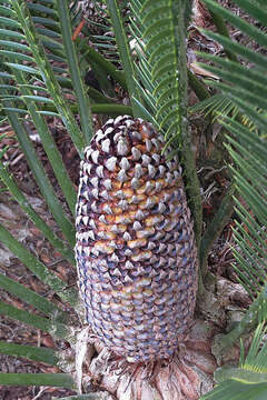 Image of Cycad