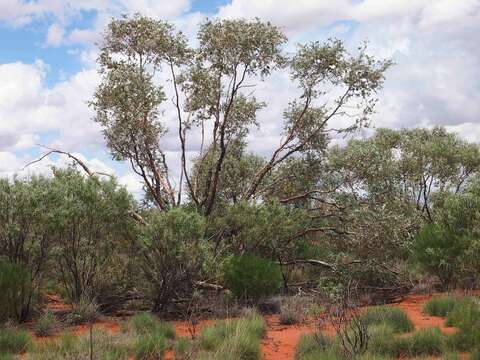 Image of Eucalyptus gamophylla F. Müll.