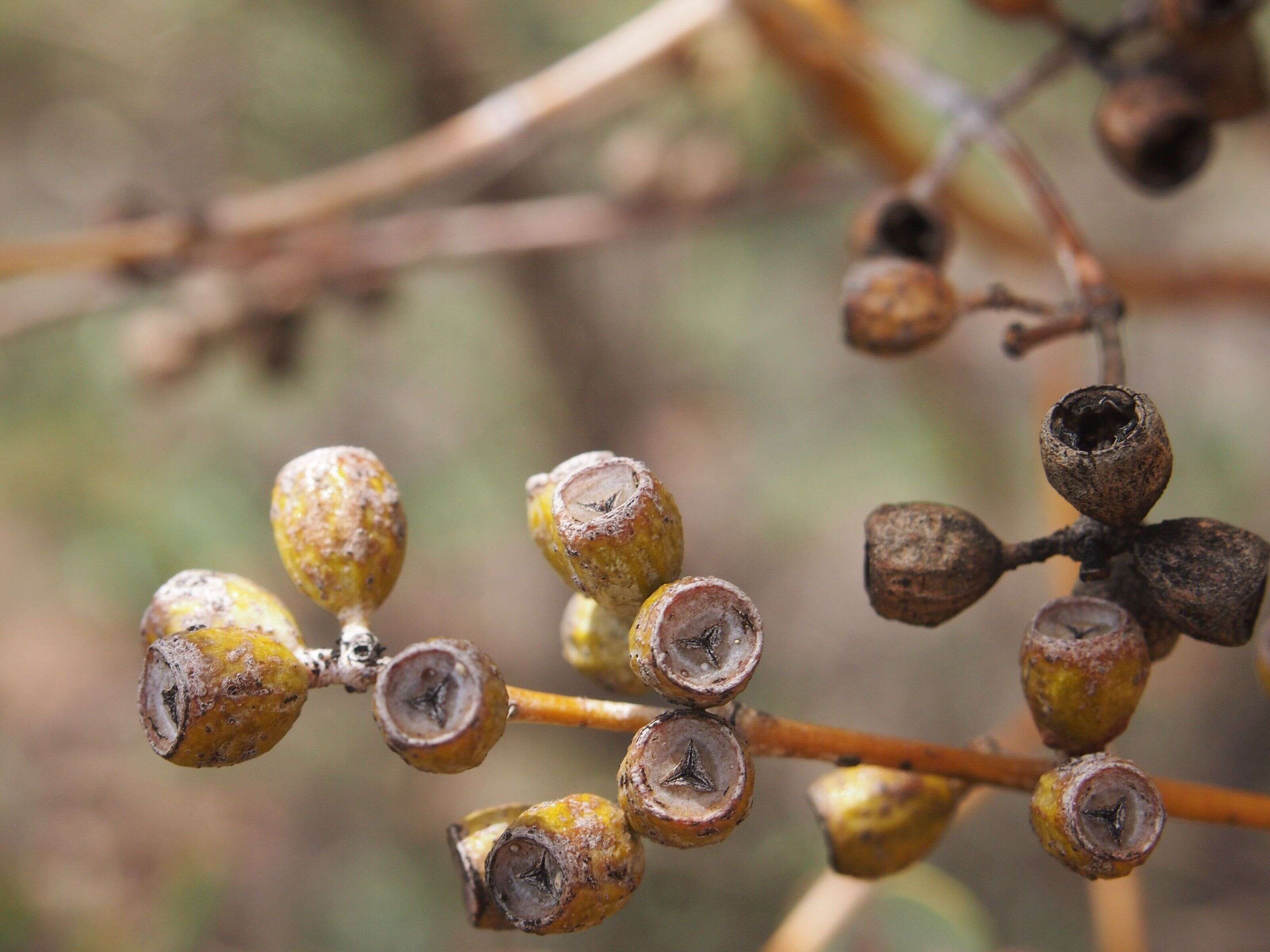 Image of Eucalyptus gamophylla F. Müll.