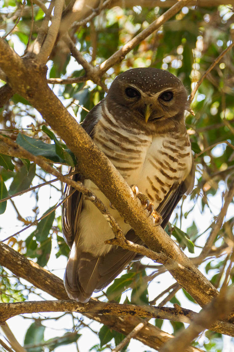 Image of White-browed Owl