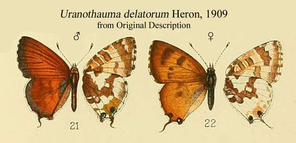 Image de Uranothauma delatorum Heron 1909