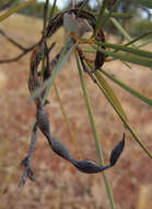 Image of Wiry Wattle