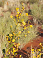 Image de Acacia melleodora Pedley