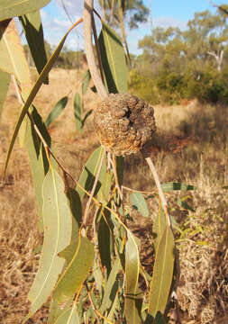 Image of Inland bloodwood