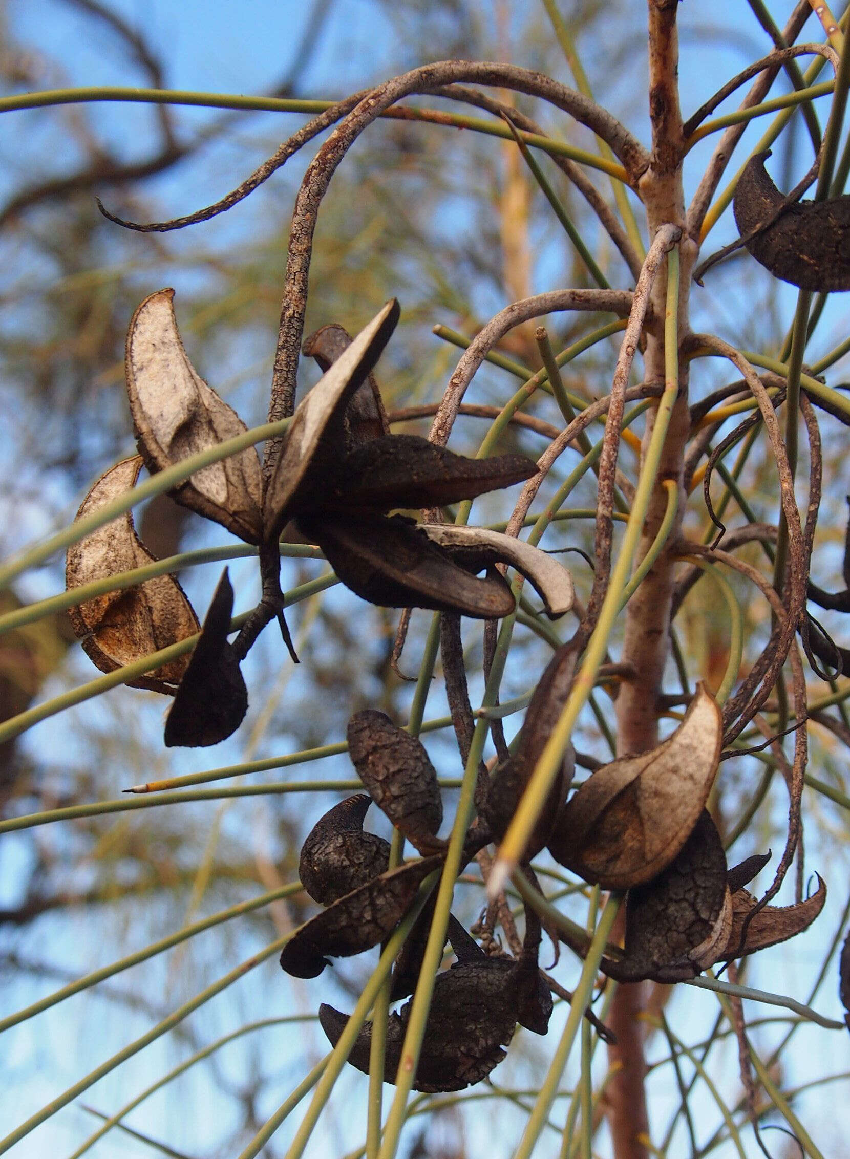 Image de Hakea chordophylla F. Müll.