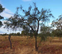 Image de Hakea chordophylla F. Müll.