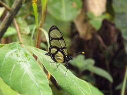 Image of Methona confusa Butler 1873