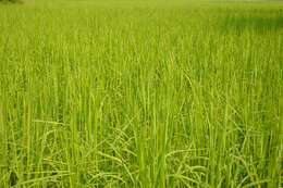 Image of rice